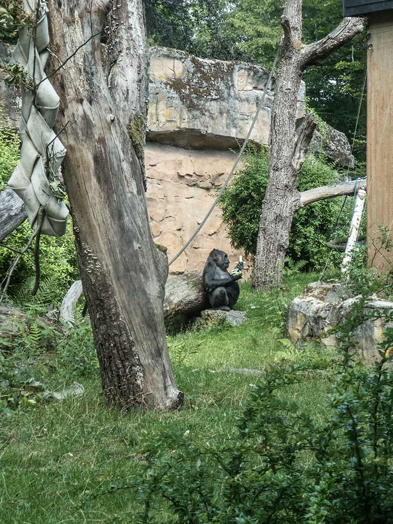 Westlicher Flachlandgorilla Weibchen UKIWA am 11. Juli 2020 auf der Außenanlage am Menschenaffen-Haus im Grünen Zoo Wuppertal