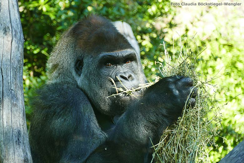 Gorilla-Silberrücken VIMOTO am 13. Juli 2020 auf der Außenanlage am Menschenaffen-Haus im Grünen Zoo Wuppertal (Foto Claudia Böckstiegel-Wengler)