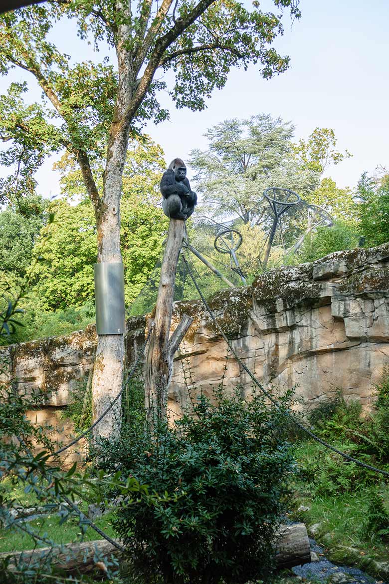 Westlicher Flachlandgorilla Silberrücken VIMOTO am 16. September 2020 auf der Außenanlage am Menschenaffen-Haus im Zoologischen Garten der Stadt Wuppertal