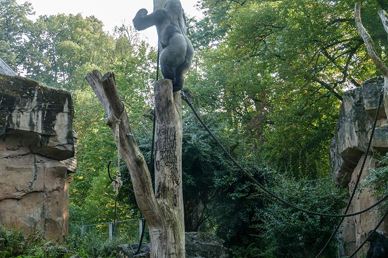 Westlicher Flachlandgorilla Silberrücken VIMOTO am 16. September 2020 auf der Außenanlage am Menschenaffen-Haus im Wuppertaler Zoo