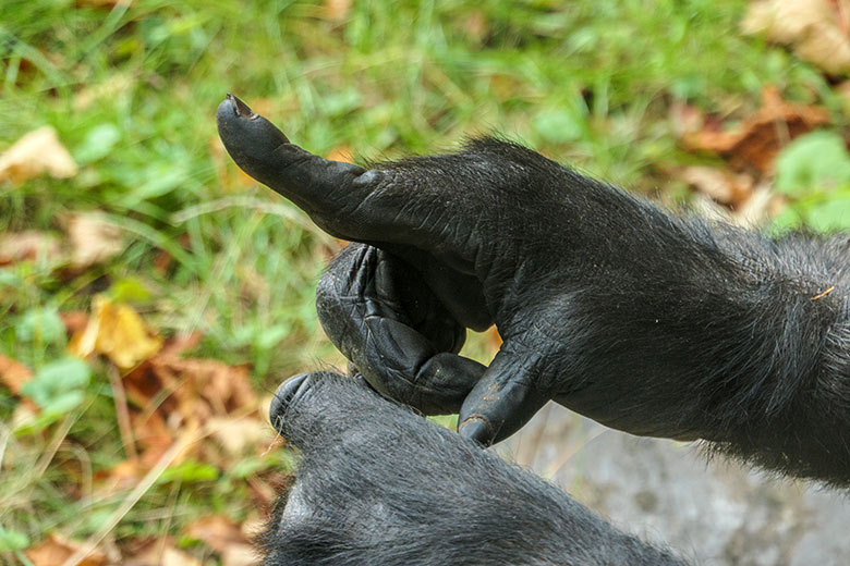 Steifer rechter Zeigefinger des weiblichen Westlichen Flachlandgorillas GRACE am 1. Oktober 2020 auf der Außenanlage am Menschenaffen-Haus im Wuppertaler Zoo