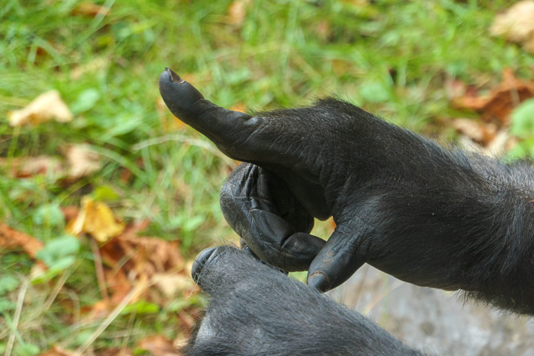 Steifer rechter Zeigefinger des weiblichen Westlichen Flachlandgorillas GRACE am 1. Oktober 2020 auf der Außenanlage am Menschenaffen-Haus im Zoo Wuppertal