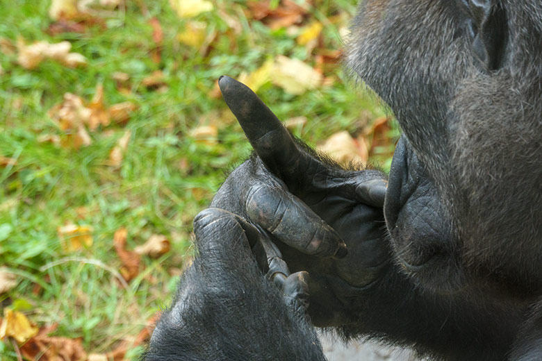 Steifer rechter Zeigefinger des weiblichen Westlichen Flachlandgorillas GRACE am 1. Oktober 2020 auf der Außenanlage am Menschenaffen-Haus im Grünen Zoo Wuppertal