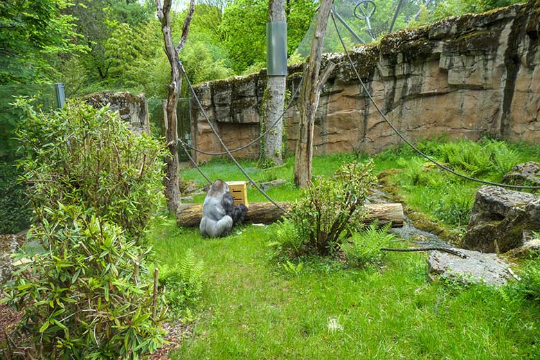 Männlicher Westlicher Flachlandgorilla VIMOTO am 24. Mai 2021 auf dem unteren Teil der Außenanlage am Menschenaffen-Haus im Grünen Zoo Wuppertal