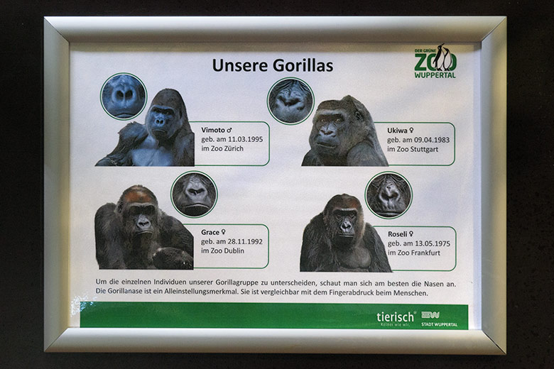 Ausschilderung 'Unsere Gorillas' am 6. Juli 2021 am Innengehege im Menschenaffen-Haus im Grünen Zoo Wuppertal