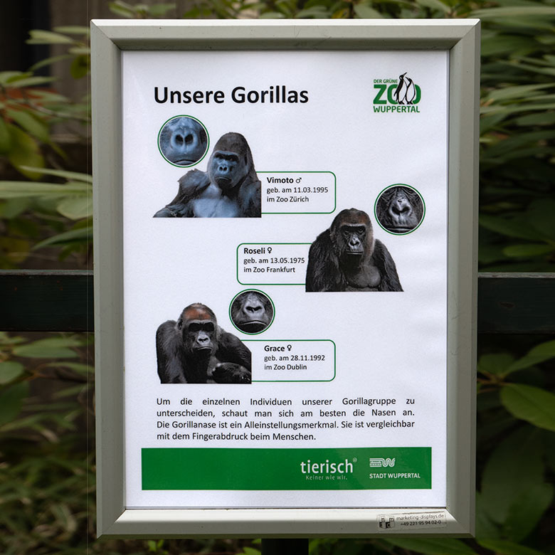 Aushang 'Unsere Gorillas' am 26. April 2023 am Innengehege im Menschenaffen-Haus im Grünen Zoo Wuppertal