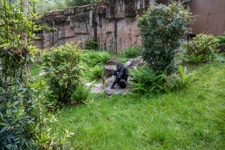 Weiblicher Westlicher Flachlandgorilla GRACE am 22. Mai 2023 auf der Außenanlage am Menschenaffen-Haus im Wuppertaler Zoo
