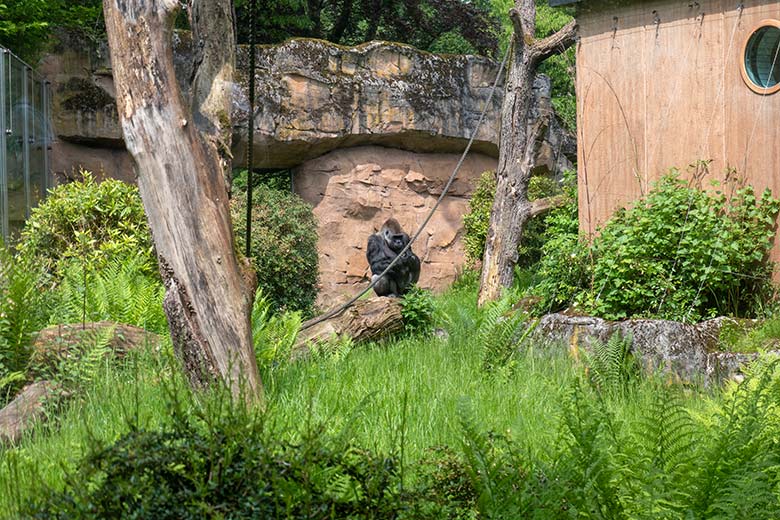 Männlicher Westlicher Flachlandgorilla Silberrücken VIMOTO am 22. Mai 2023 auf der Außenanlage am Menschenaffen-Haus im Wuppertaler Zoo