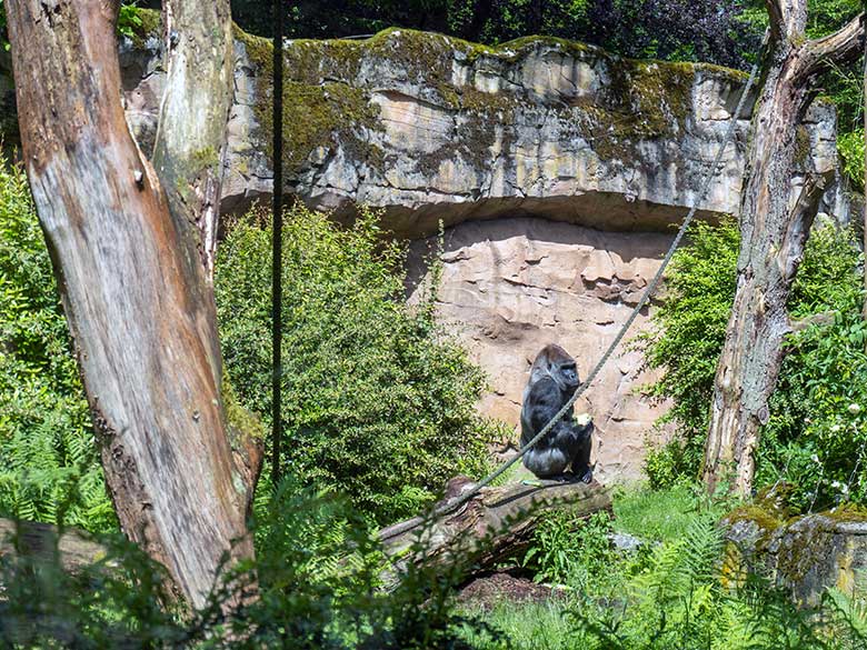 Männlicher Westlicher Flachlandgorilla Silberrücken VIMOTO am 30. Mai 2024 auf der Außenanlage am Menschenaffen-Haus im Zoologischen Garten der Stadt Wuppertal