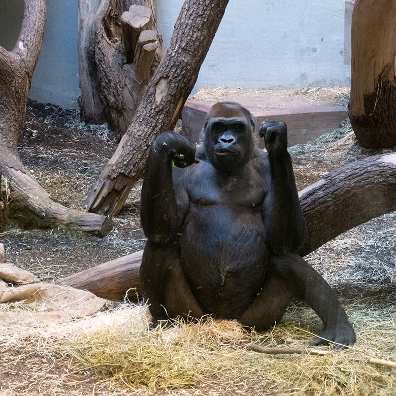 Weiblicher Westlicher Flachlandgorilla GRACE am 10. August 2024 im Innengehege im Menschenaffen-Haus im Grünen Zoo Wuppertal