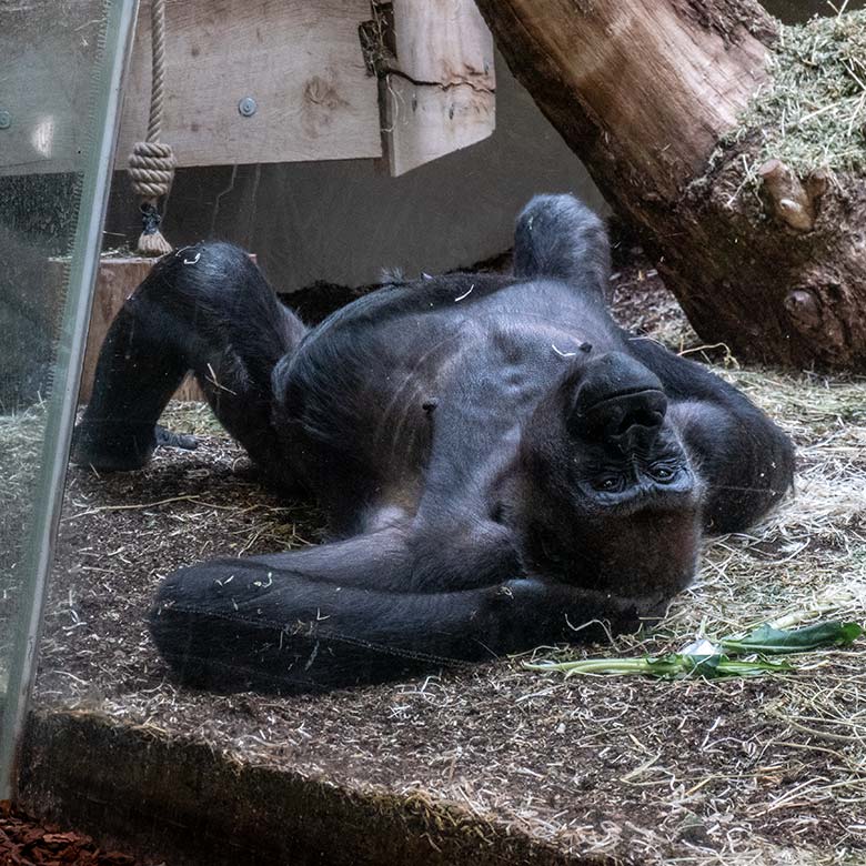 Weiblicher Westlicher Flachlandgorilla GRACE am 13. August 2024 im Innengehege im Menschenaffen-Haus im Wuppertaler Zoo