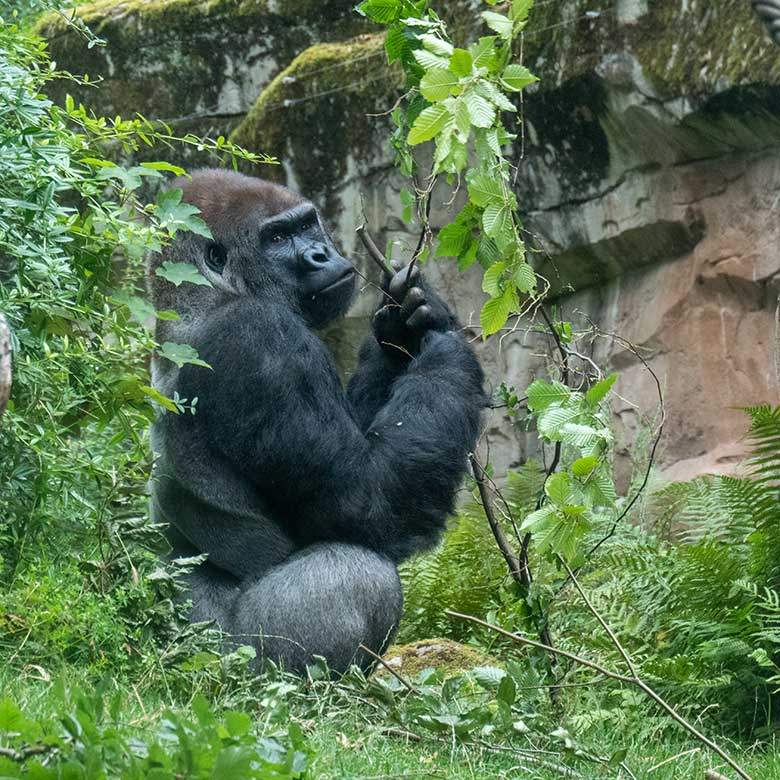 Männlicher Westlicher Flachlandgorilla VIMOTO am 14. August 2024 auf der Außenanlage am Menschenaffen-Haus im Grünen Zoo Wuppertal