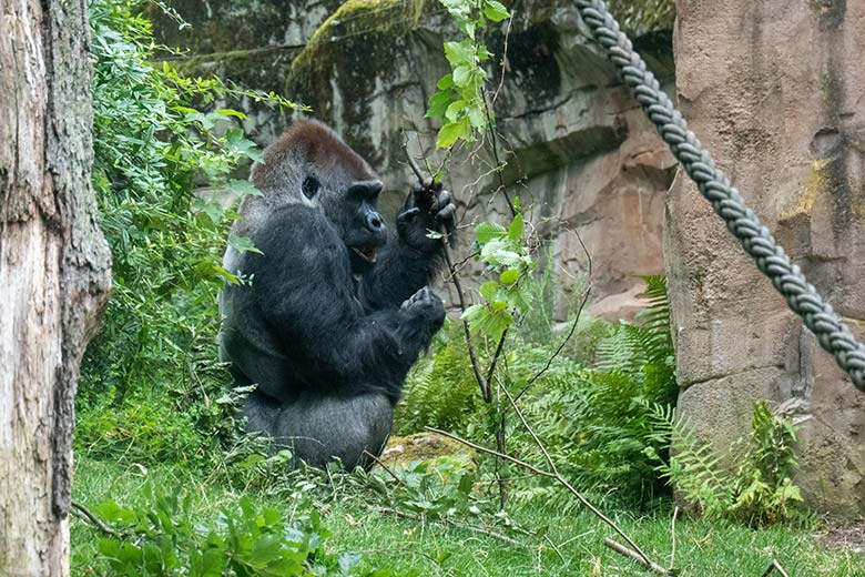 Männlicher Westlicher Flachlandgorilla VIMOTO am 14. August 2024 auf der Außenanlage am Menschenaffen-Haus im Zoologischen Garten Wuppertal