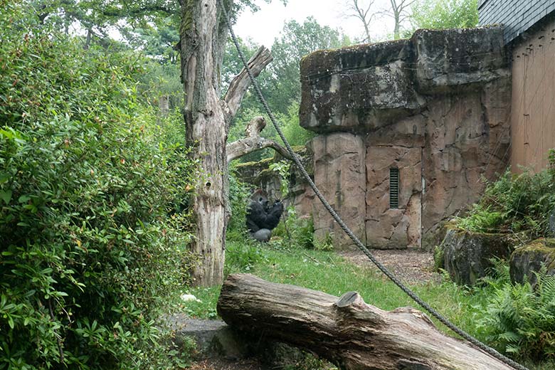 Männlicher Westlicher Flachlandgorilla VIMOTO am 14. August 2024 auf der Außenanlage am Menschenaffen-Haus im Zoo Wuppertal