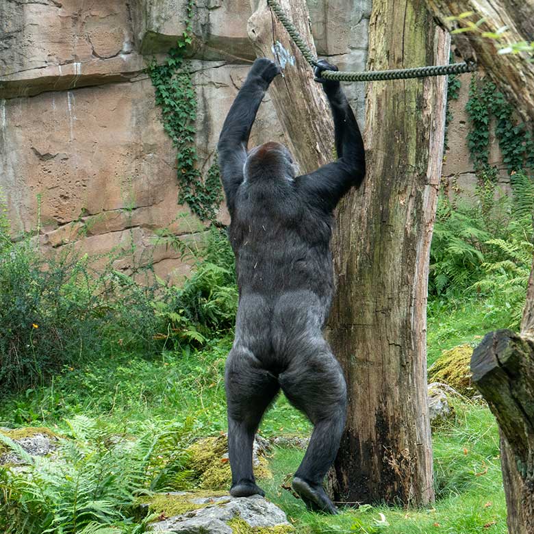 Weiblicher Westlicher Flachlandgorilla GRACE am 16. August 2024 auf der Außenanlage am Menschenaffen-Haus im Wuppertaler Zoo