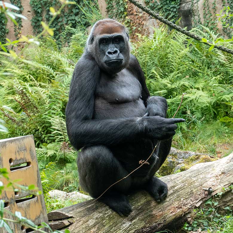 Weiblicher Westlicher Flachlandgorilla GRACE am 16. August 2024 auf der Außenanlage am Menschenaffen-Haus im Grünen Zoo Wuppertal