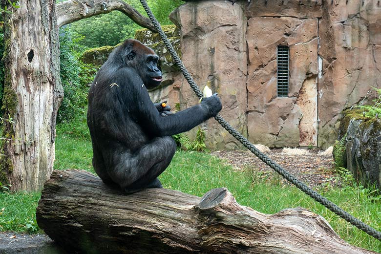 Weiblicher Westlicher Flachlandgorilla GRACE am 16. August 2024 auf der Außenanlage am Menschenaffen-Haus im Zoologischen Garten der Stadt Wuppertal