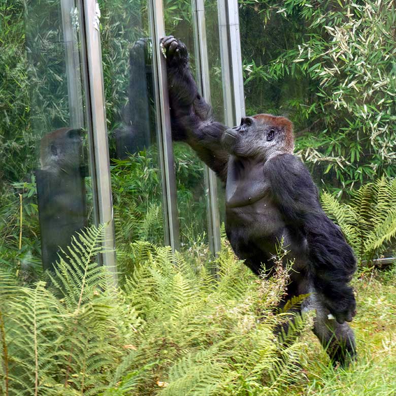 Männlicher Westlicher Flachlandgorilla VIMOTO am 16. August 2024 auf der Außenanlage am Menschenaffen-Haus im Zoo Wuppertal