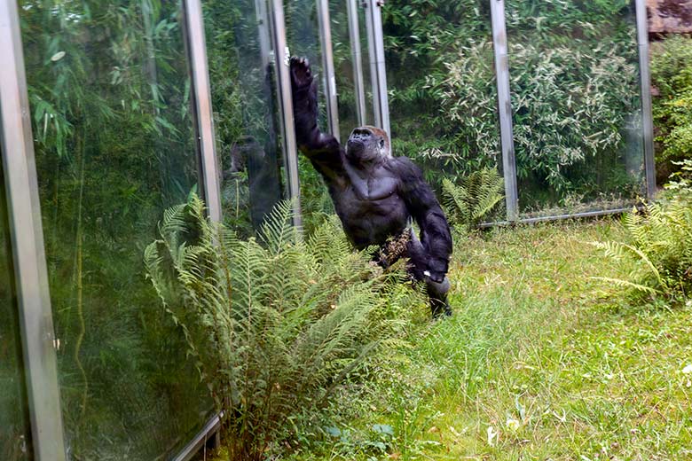 Männlicher Westlicher Flachlandgorilla VIMOTO am 16. August 2024 auf der Außenanlage am Menschenaffen-Haus im Wuppertaler Zoo