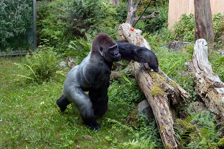 Männlicher Westlicher Flachlandgorilla VIMOTO am 16. August 2024 auf der Außenanlage am Menschenaffen-Haus im Grünen Zoo Wuppertal