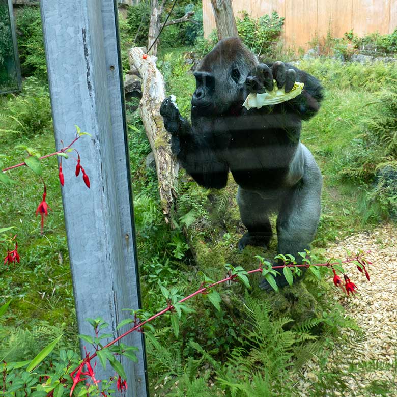 Männlicher Westlicher Flachlandgorilla VIMOTO am 16. August 2024 auf der Außenanlage am Menschenaffen-Haus im Zoo Wuppertal