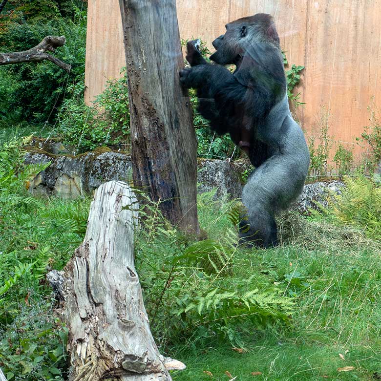 Männlicher Westlicher Flachlandgorilla VIMOTO am 16. August 2024 auf der Außenanlage am Menschenaffen-Haus im Wuppertaler Zoo