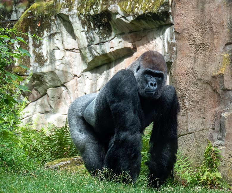 Männlicher Westlicher Flachlandgorilla VIMOTO am 16. August 2024 auf der Außenanlage am Menschenaffen-Haus im Grünen Zoo Wuppertal