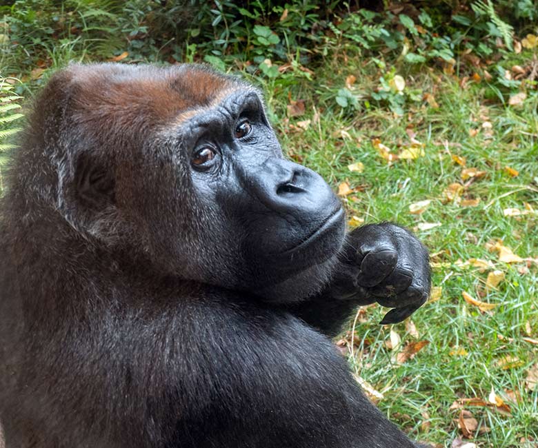 Weiblicher Westlicher Flachlandgorilla GRACE am 10. September 2024 auf der Außenanlage am Menschenaffen-Haus im Zoo Wuppertal