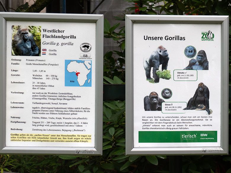 Ausgang zur Tierart Westlicher Flachlandgorilla und Aushang 'Unsere Gorillas' am 10. September 2024 an der Außenanlage am Menschenaffen-Haus im Zoologischen Garten Wuppertal