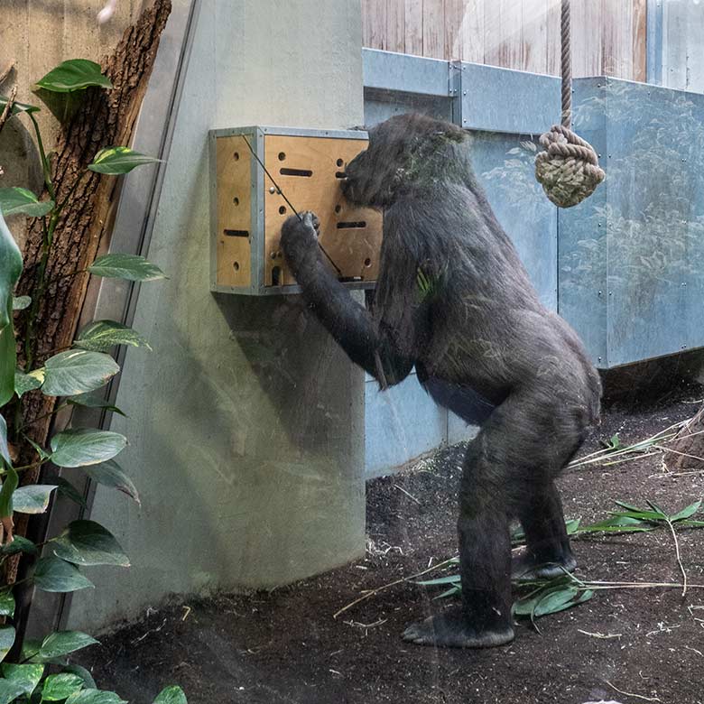 Weiblicher Westlicher Flachlandgorilla NGUMBI am Stocherkasten am 7. April 2025 im Menschenaffen-Haus im Grünen Zoo Wuppertal