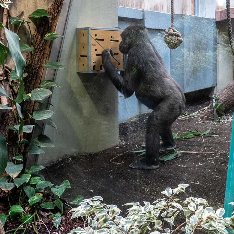 Weiblicher Westlicher Flachlandgorilla NGUMBI am Stocherkasten am 7. April 2025 im Menschenaffen-Haus im Zoologischen Garten der Stadt Wuppertal