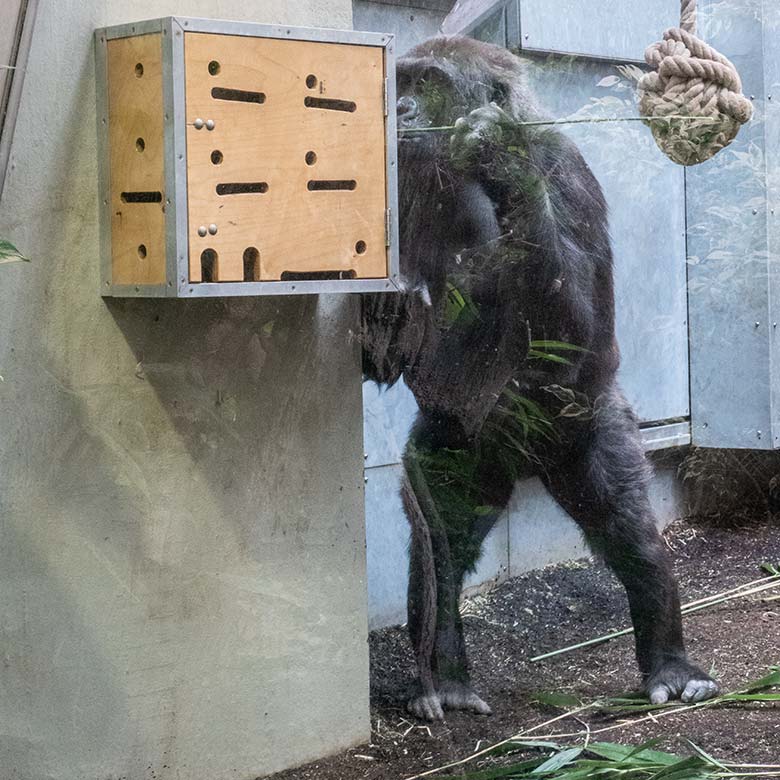 Weiblicher Westlicher Flachlandgorilla NGUMBI am Stocherkasten am 7. April 2025 im Menschenaffen-Haus im Zoologischen Garten Wuppertal