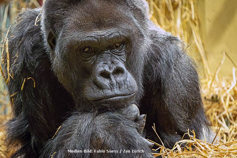 Westlicher Flachlandgorilla Silberrücken N'GOLA am 15. Juni 2024 im Zoo Zürich (Medien-Bild Fabio Süess - Zoo Zürich)