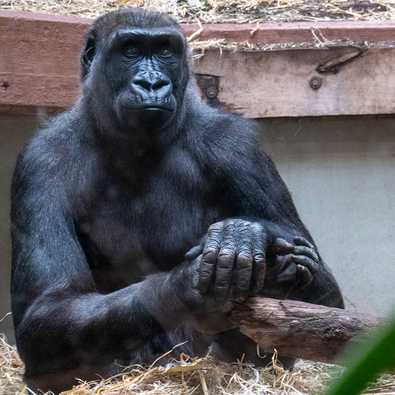 Weiblicher Westlicher Flachlandgorilla MAHIRI am 11. April 2025 im Menschenaffen-Haus im Zoologischen Garten Wuppertal