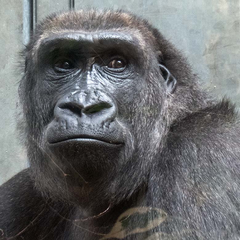 Weiblicher Westlicher Flachlandgorilla MAHIRI am 11. April 2025 im Menschenaffen-Haus im Zoologischen Garten Wuppertal