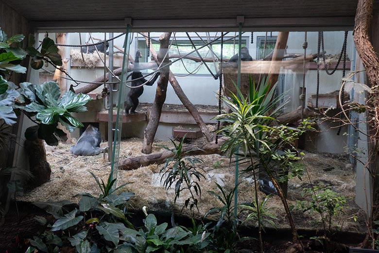 Weibliche Westliche Flachlandgorillas NGUMBI, MAHIRI und GRACE mit dem Silberrücken VIMOTO am 15. April 2025 im Menschenaffen-Haus im Zoo Wuppertal