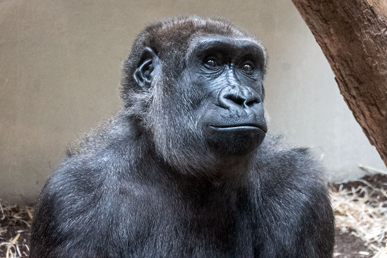 Weiblicher Westlicher Flachlandgorilla MAHIRI am 1. Mai 2025 im Menschenaffen-Haus im Zoologischen Garten Wuppertal