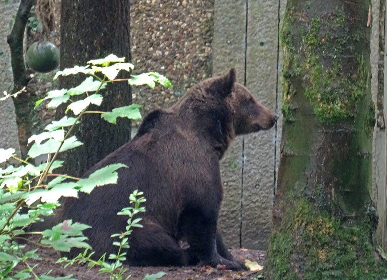Braunbärin Siddy am 12. August 2016 auf der Aussenanlage der Braunbären im Zoo Wuppertal