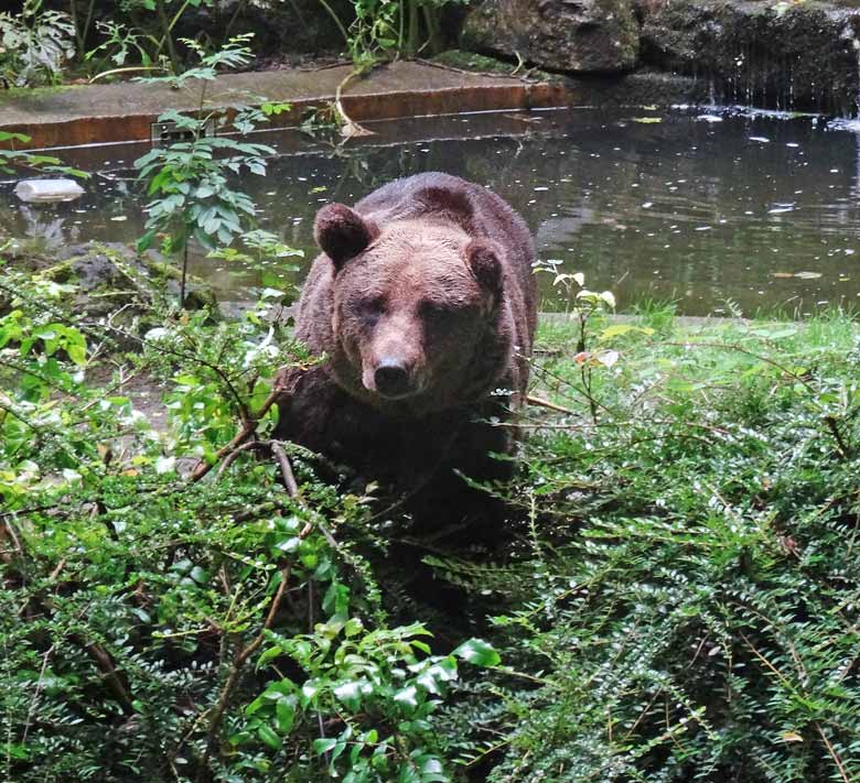 Braunbärin Siddy am 12. August 2016 auf der Aussenanlage der Braunbären im Grünen Zoo Wuppertal