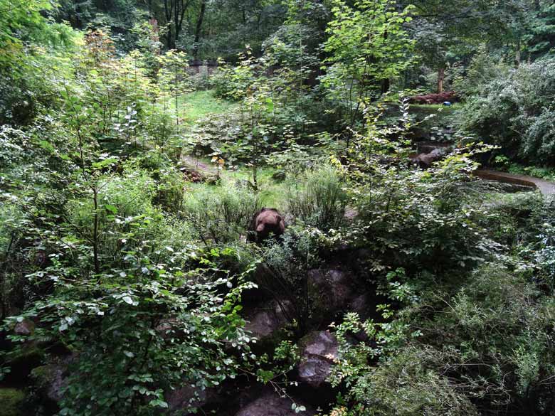 Braunbärin Siddy am 12. August 2016 auf der Aussenanlage der Braunbären im Zoologischen Garten der Stadt Wuppertal