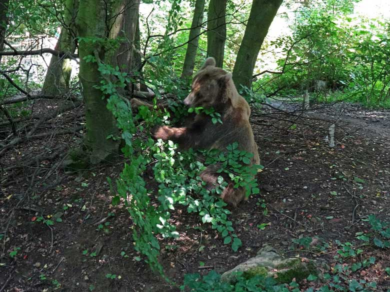 Braunbärin Siddy am 13. August 2016 auf der Aussenanlage der Braunbären im Zoo Wuppertal