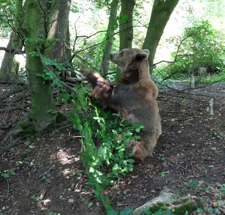 Braunbärin Siddy am 13. August 2016 auf der Aussenanlage der Braunbären im Zoologischen Garten der Stadt Wuppertal