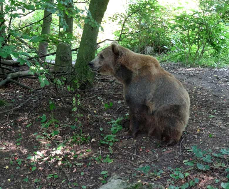 Braunbärin Siddy am 13. August 2016 auf der Aussenanlage der Braunbären im Wuppertaler Zoo
