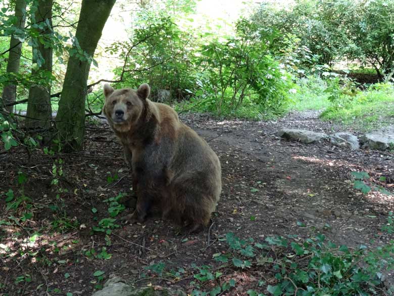 Braunbärin Siddy am 13. August 2016 auf der Aussenanlage der Braunbären im Grünen Zoo Wuppertal