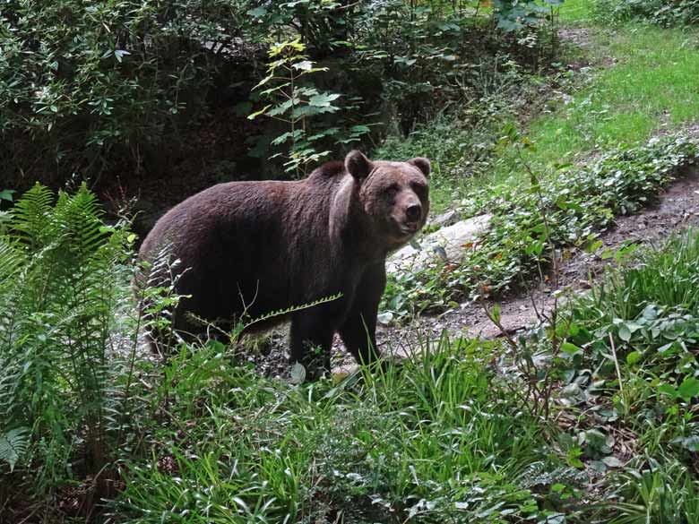 Braunbärin Brenda am 14. August 2016 auf der Aussenanlage der Braunbären im Wuppertaler Zoo