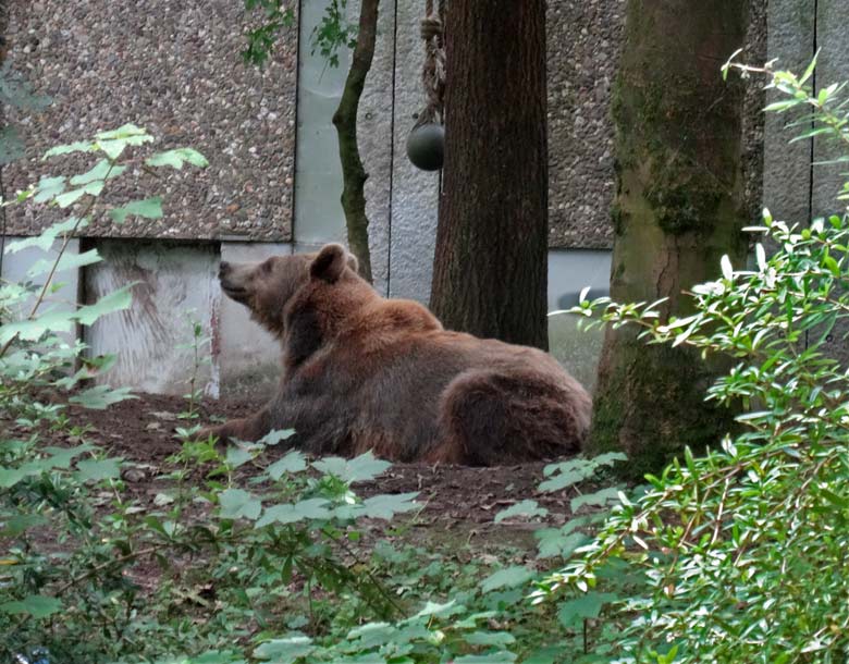 Braunbärin Siddy am 14. August 2016 auf der Aussenanlage der Braunbären im Zoo Wuppertal