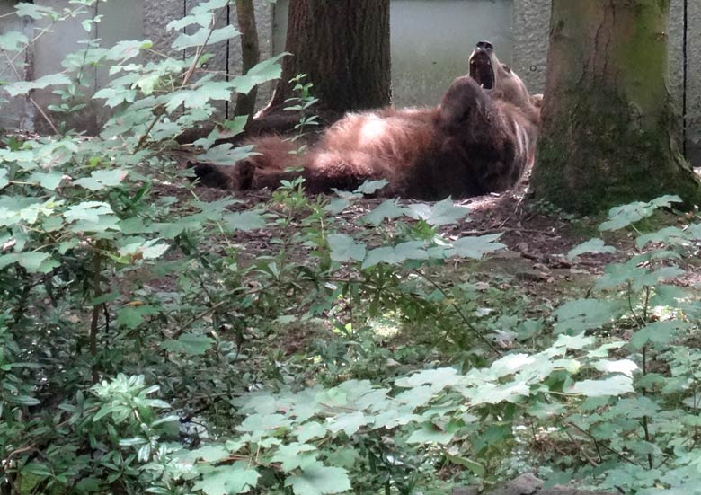 Braunbärin Siddy am 14. August 2016 auf der Aussenanlage der Braunbären im Zoologischen Garten der Stadt Wuppertal