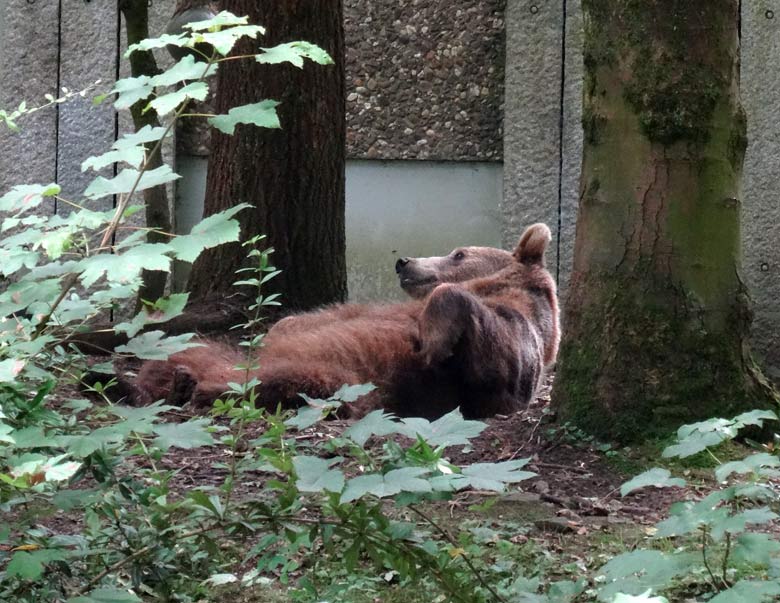 Braunbärin Siddy am 14. August 2016 auf der Aussenanlage der Braunbären im Grünen Zoo Wuppertal
