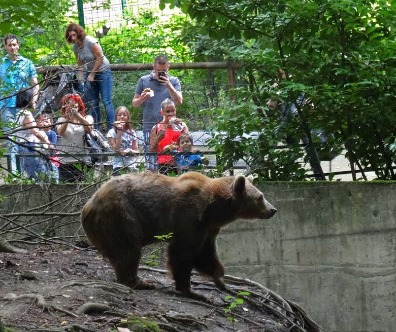 Braunbärin Siddy am 14. August 2016 auf der Aussenanlage der Braunbären im Wuppertaler Zoo