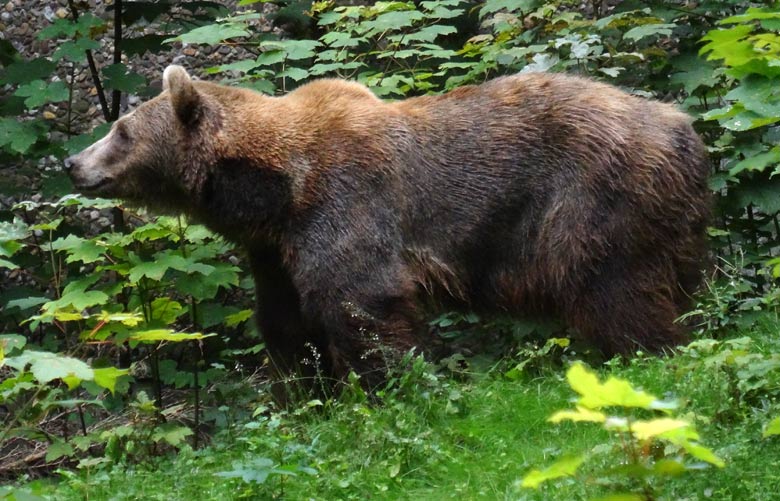 Braunbärin Siddy am 14. August 2016 auf der Aussenanlage der Braunbären im Zoo Wuppertal